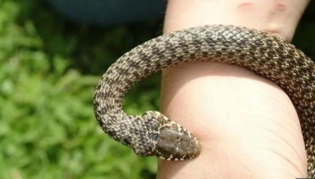 Vipera