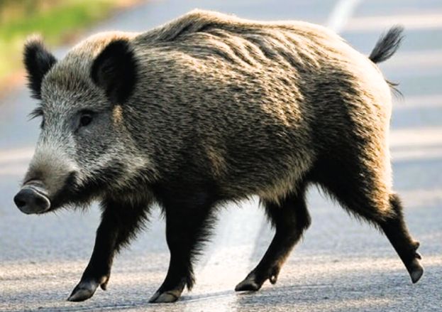 Cinghiale