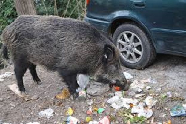 Cinghiale