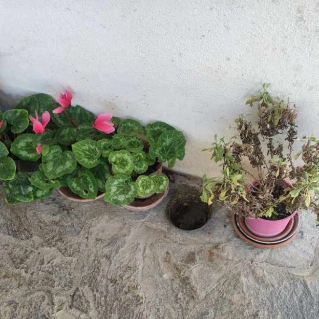 Vasi di Fiori