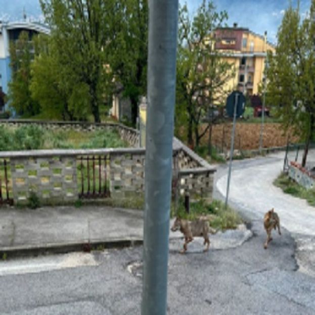 Lupi in paese