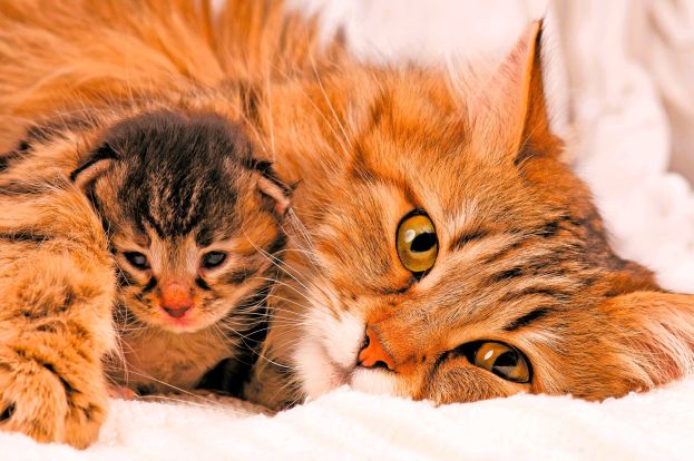 Tenera mamma gatta siberiana con il suo cucciolo
