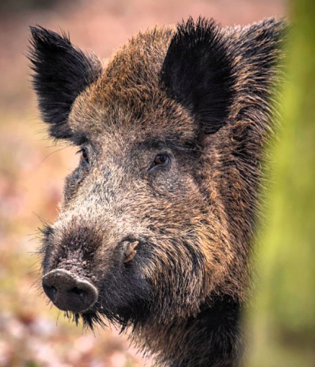 Cinghiale