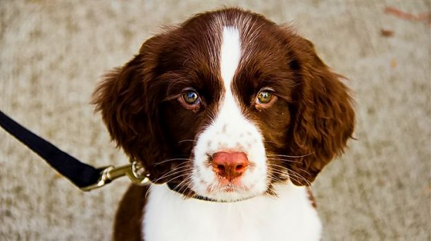 Springer Spaniel Johnny