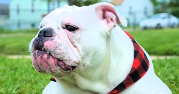 Bulldog