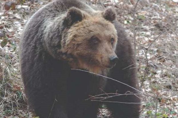 Orsa Amarena