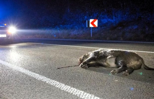 Cinghiale ucciso