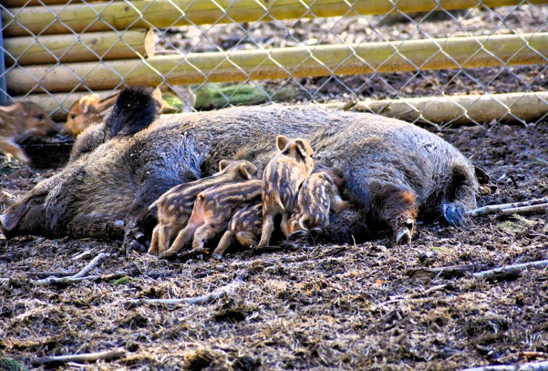 Cinghiale con cuccioli