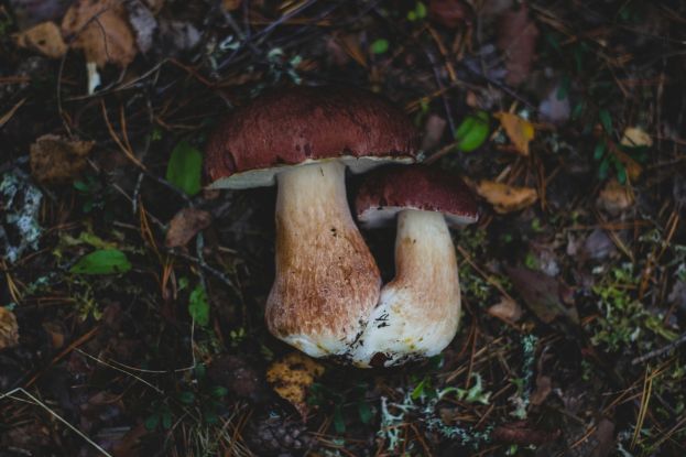 Funghi Porcini