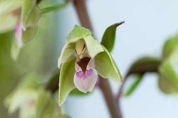 Orchidea
