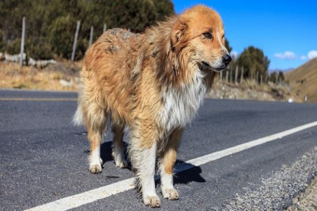Cane abbandonato