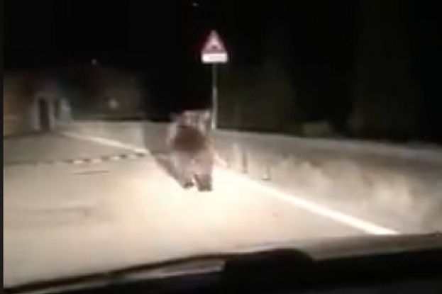 Orso