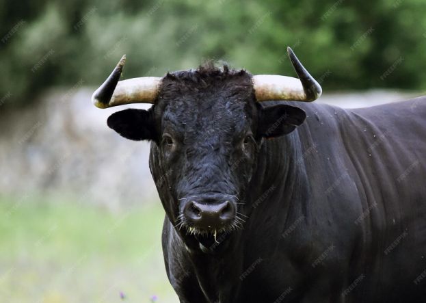 Toro