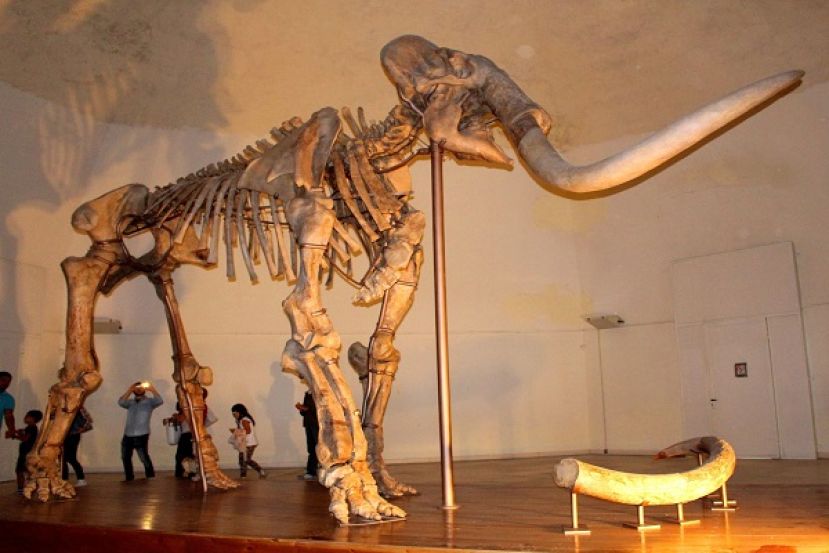 Mammut