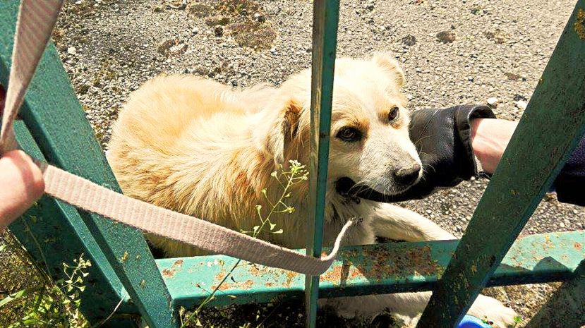 CARSOLI, CANE RISCHIA DI MORIRE: SALVATO DAI VIGILI