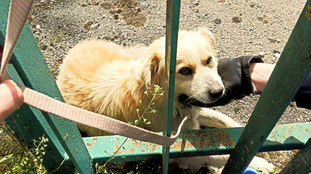 CARSOLI, CANE RISCHIA DI MORIRE: SALVATO DAI VIGILI