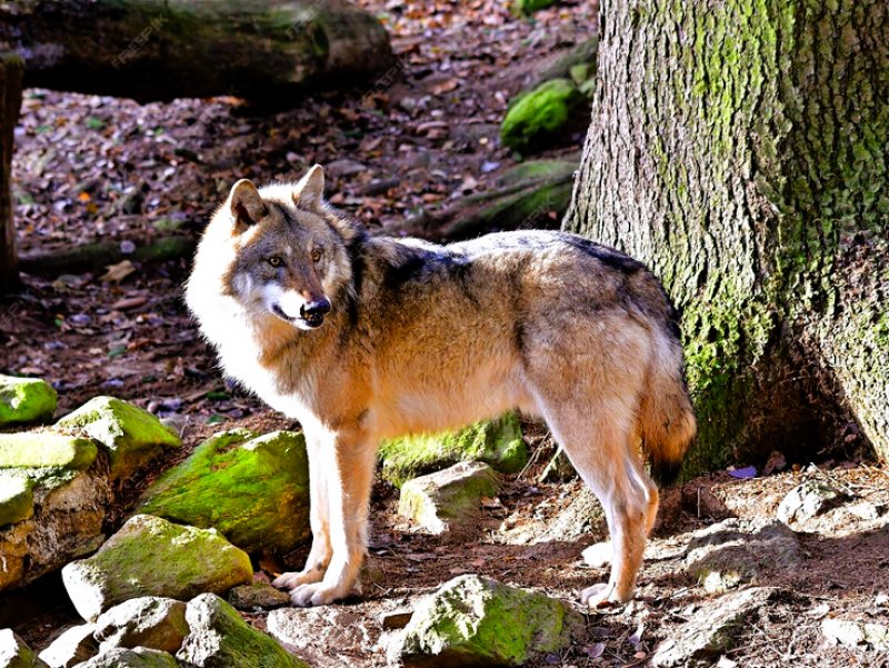 Lupo