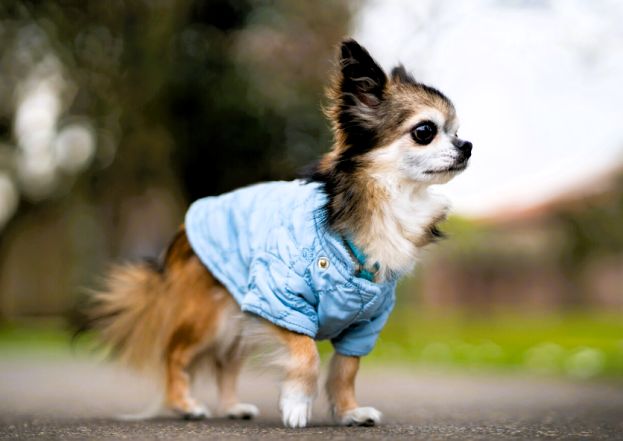 CHIHUAHUA