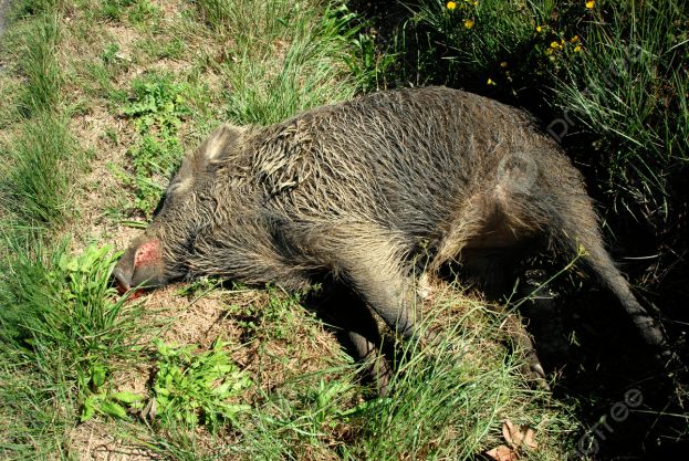 Cinghiale morto