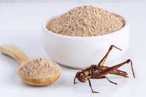 Farina di grillo
