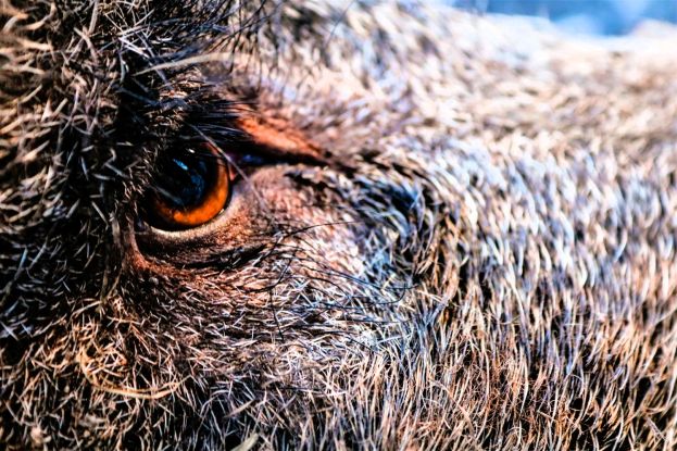 Cinghiale