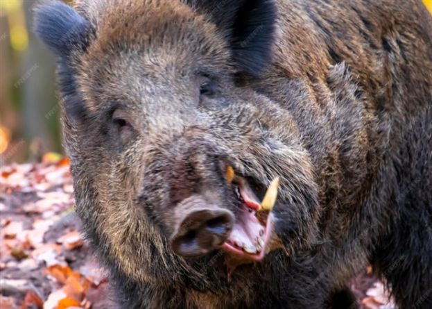 Cinghiale Aggressivo