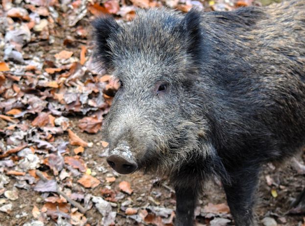 Cinghiale