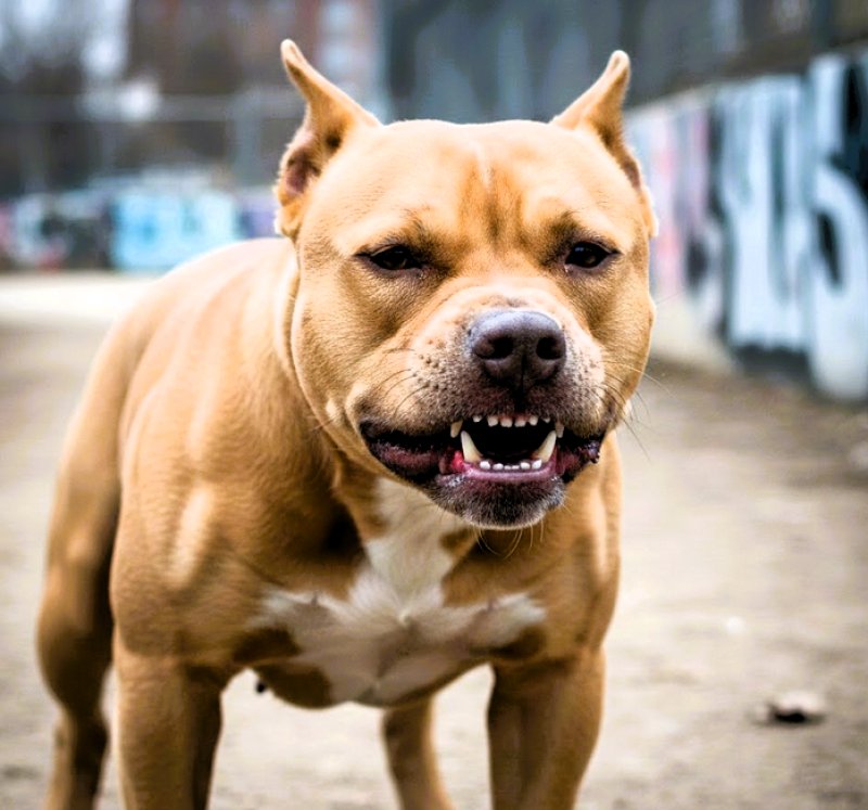 Pitbull