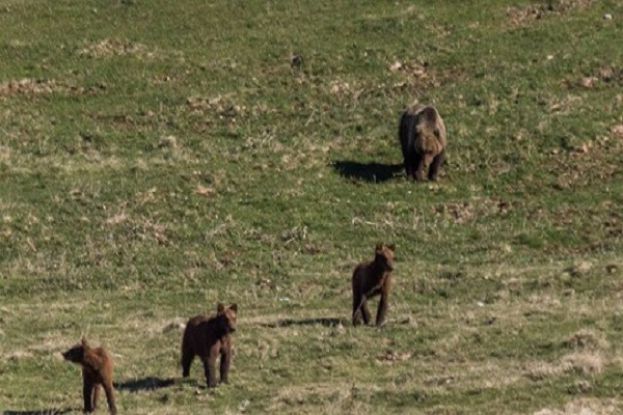 Orsi, Pettorano Sul Gizio