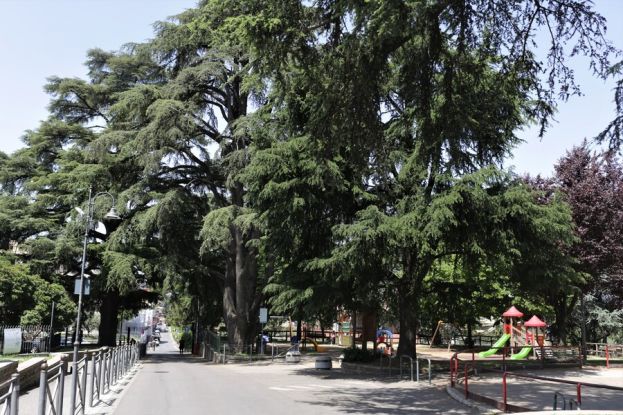VIALE DEI CEDRI_Foto di Eleonora Vallerotonda
