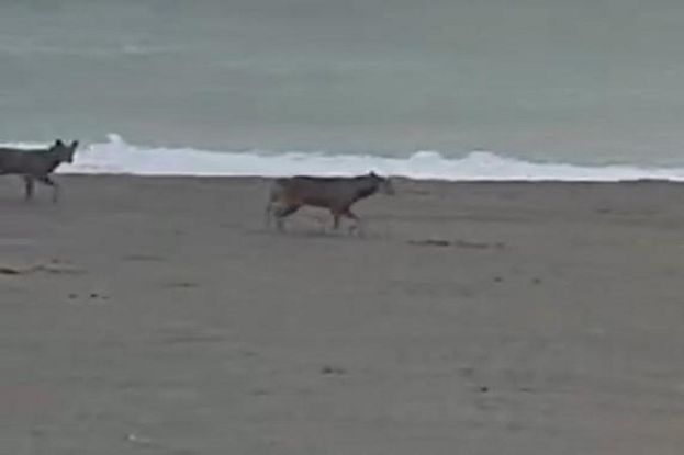 Lupi in spiaggia