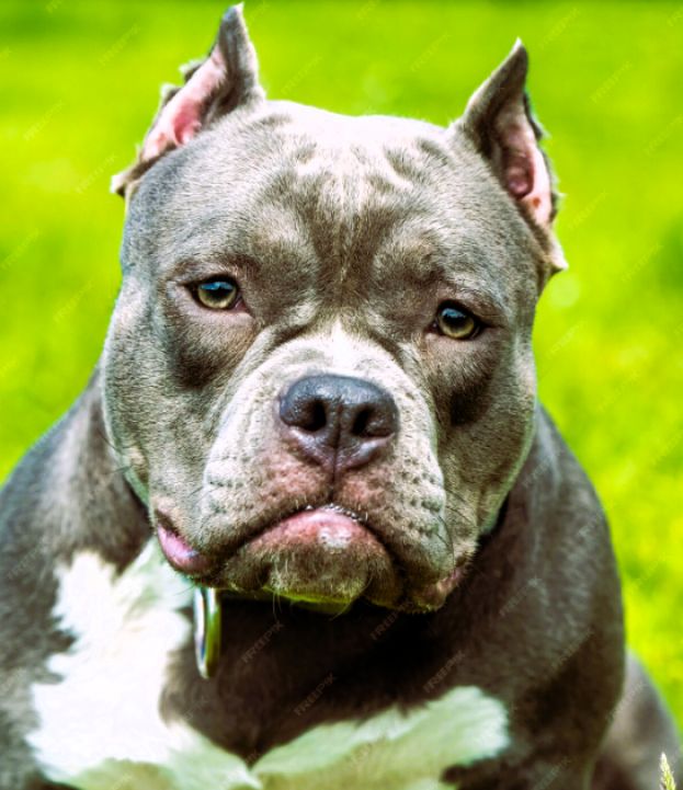 Pitbull