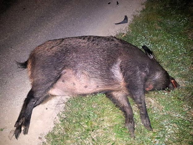 Cinghiale Morto