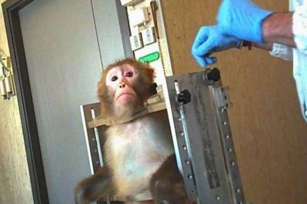 Scimmia di Macaco
