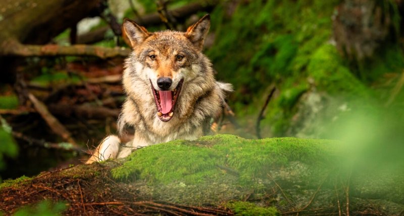 Lupo