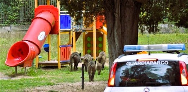 Branco di Cinghiali in un parco giochi a Roma