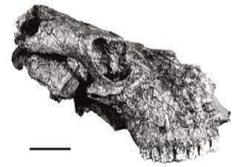 Fossile