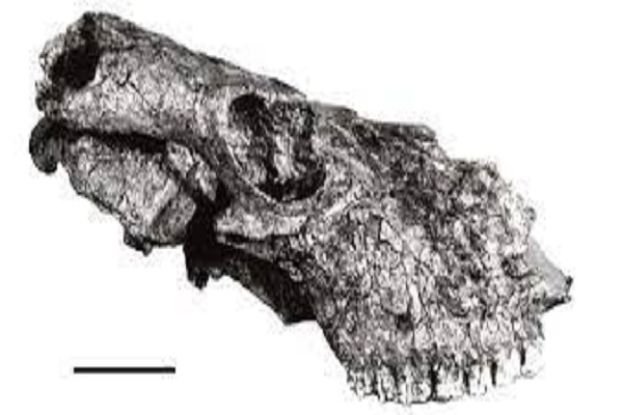 Fossile