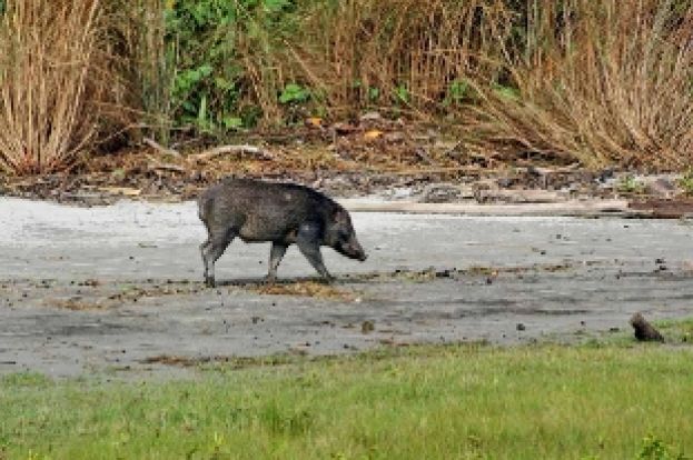 ABRUZZO,SCONTRO TRA UN AUTO E UN CINGHIALE.MORTO IL CONDUCENTE