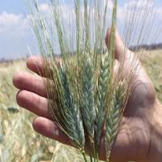 Grano,Spiga