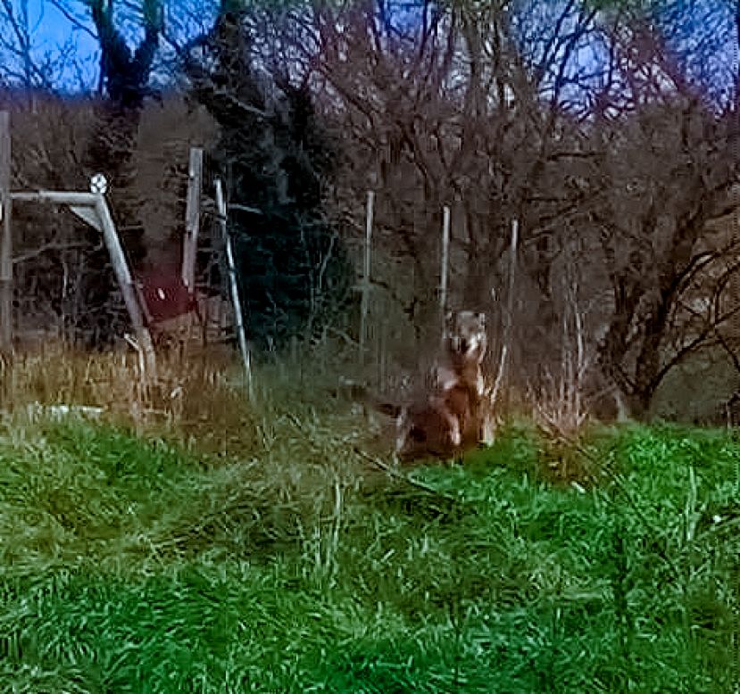 Lupo a Tufo di Carsoli