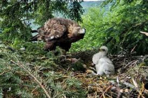 Cucciolo di Aquila