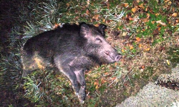 Cinghiale