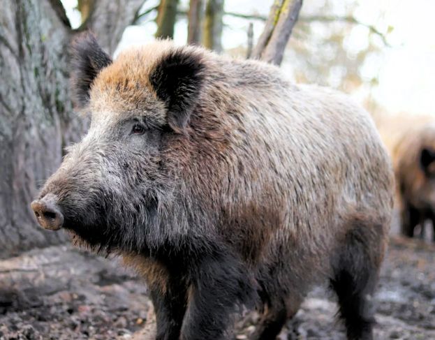 Cinghiale