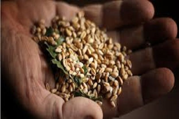 Grano