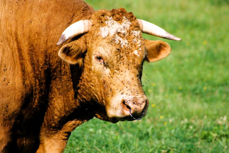 Toro
