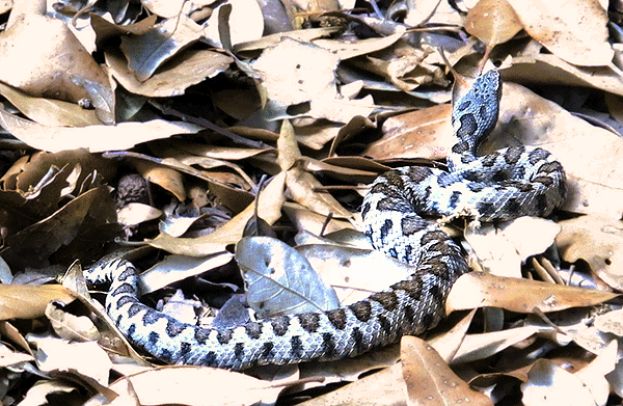 Vipera