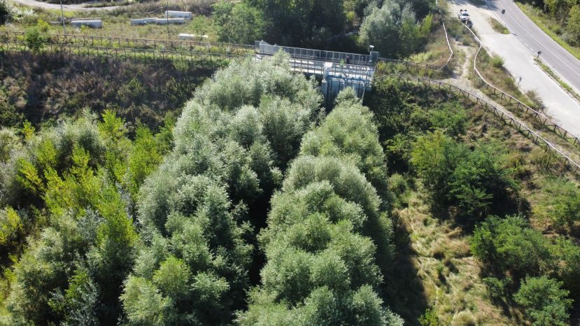 Vegetazione nell'invaso
