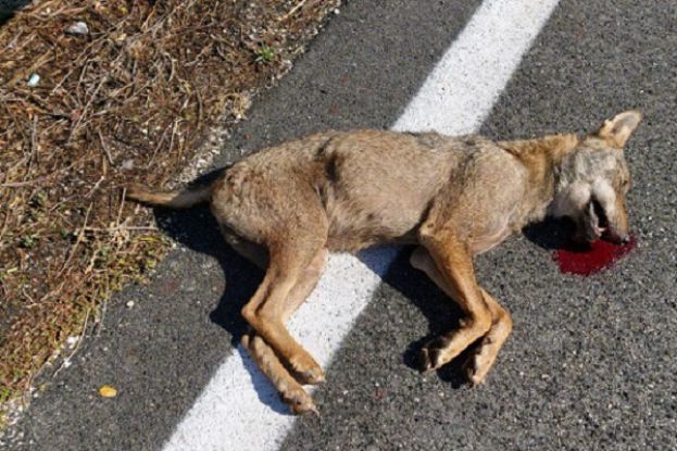Lupo Ucciso