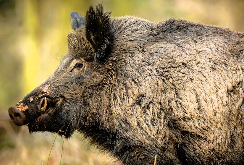 Cinghiale
